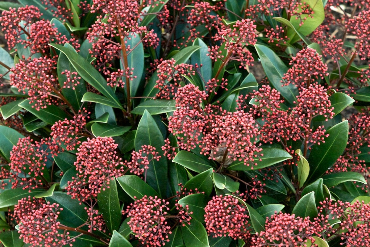 Skimmia japonica ‘Rubella’