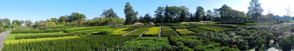 De kwekerij van Visser Plant