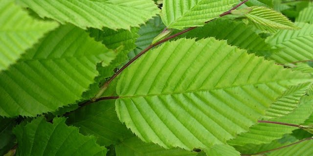 Carpinus betulus - Haagbeuk