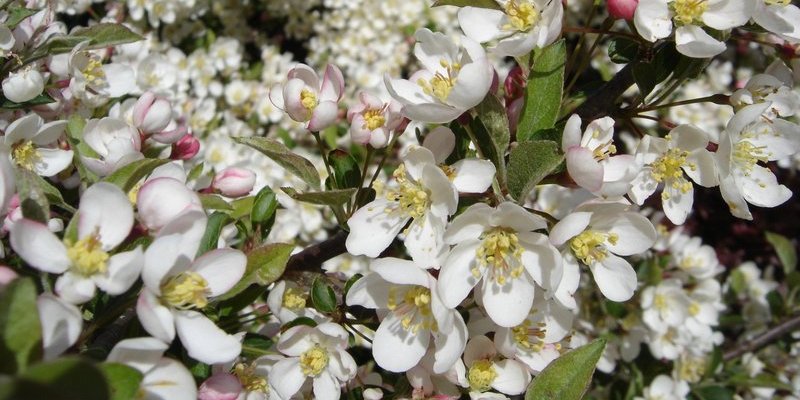 Fruitbomen en bessenstruiken