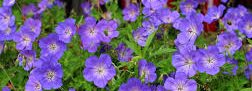 Geranium 'Rozanne'